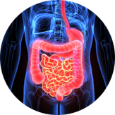Illustration showing a digestive tract