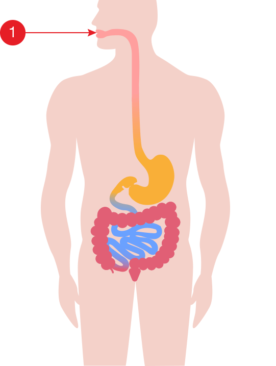 Digestive-SystemNumbered-1.gif